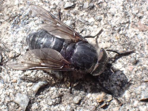 Hybomitra micans